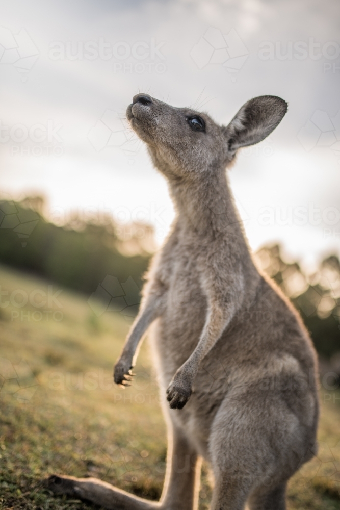 Eastern Grey Kangaroo close up - Australian Stock Image