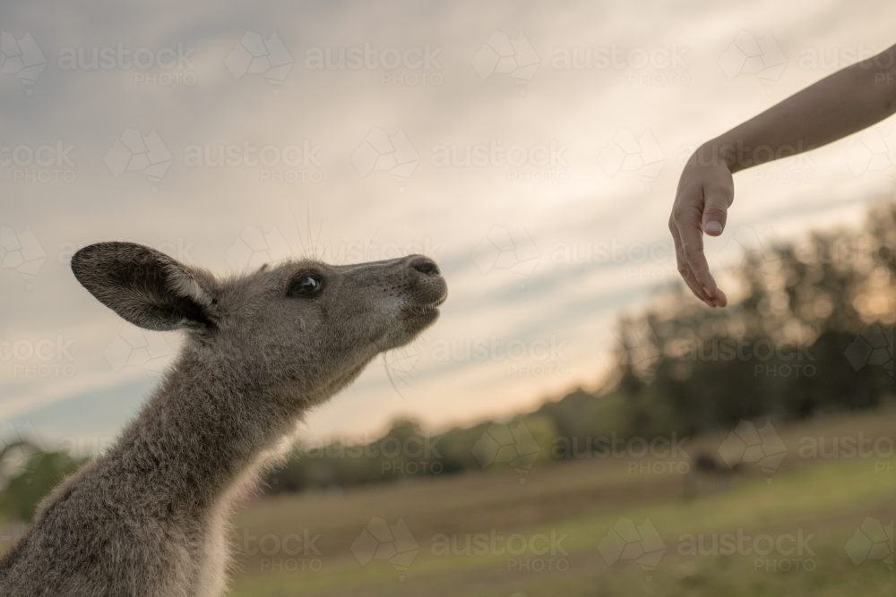 Eastern Grey Kangaroo close up - Australian Stock Image