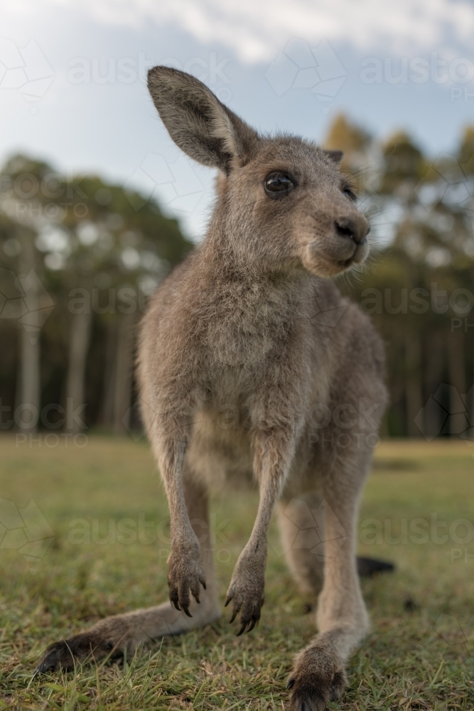 Eastern Grey Kangaroo close up - Australian Stock Image