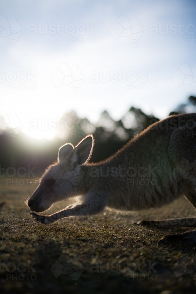 Eastern Grey Kangaroo close up - Australian Stock Image