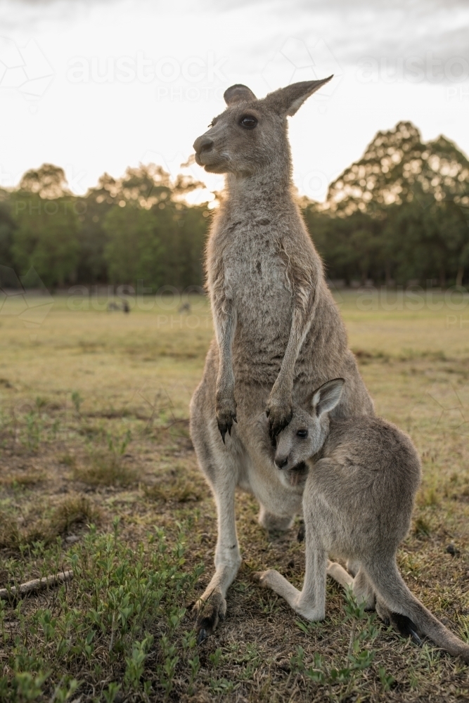 Eastern Grey Kangaroo mother and joey close up - Australian Stock Image