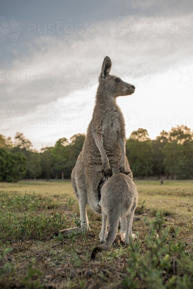Eastern Grey Kangaroos close up - Australian Stock Image