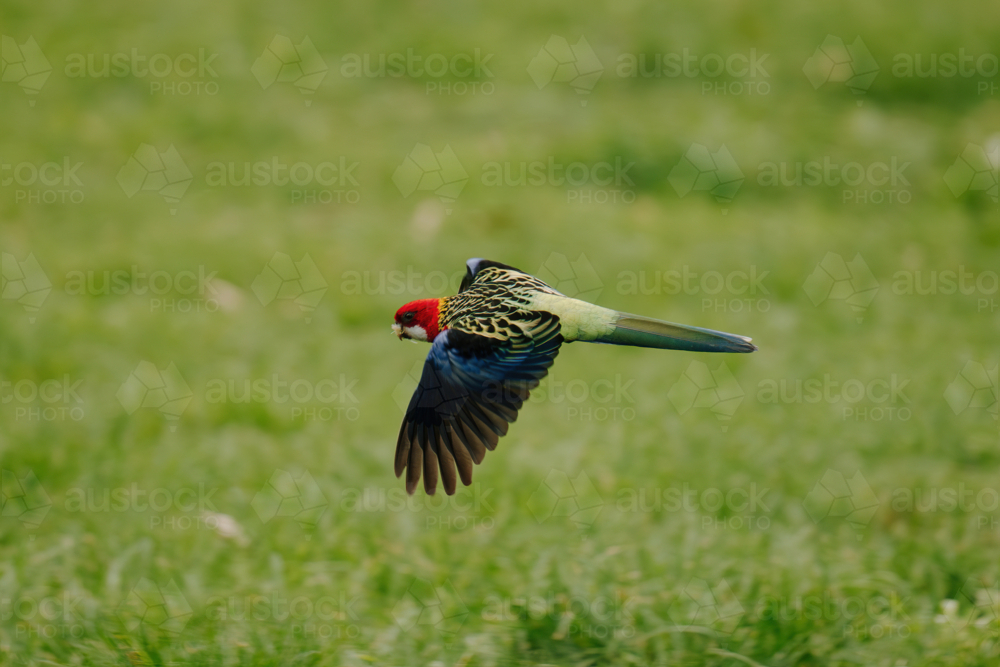 Eastern rosella flying across the grassland. - Australian Stock Image