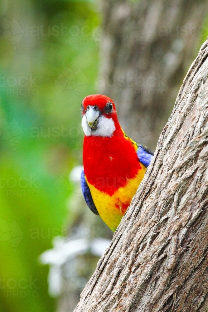 Eastern Rosella peekaboo around tree trunk. - Australian Stock Image