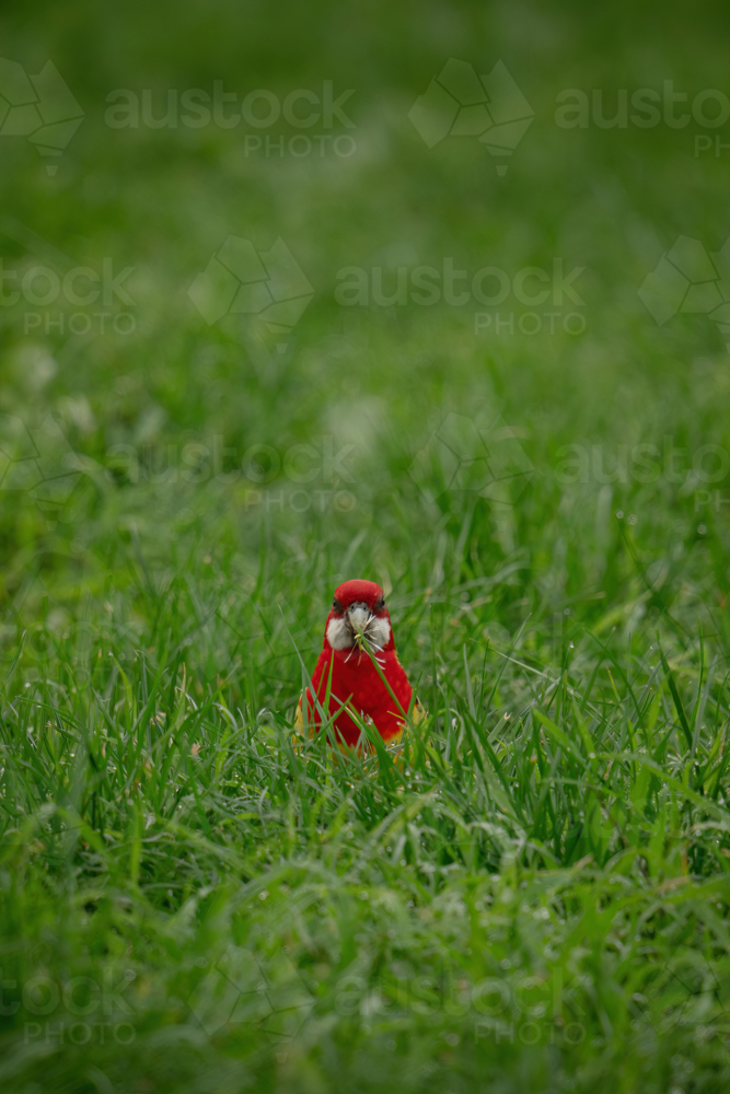 Eastern rosella standing in the middle of the grassy field. - Australian Stock Image