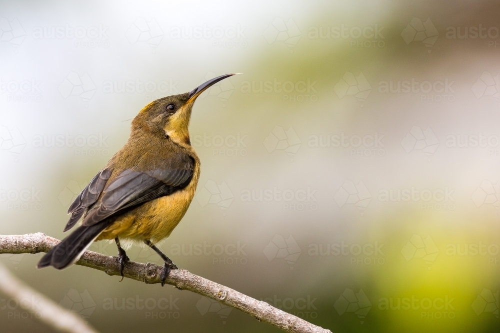Eastern Spinebill bird perched on branch - Australian Stock Image