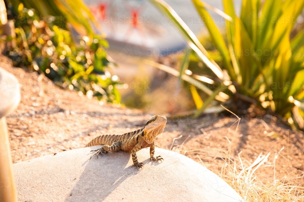 Eastern Water Dragon in the sun in an urban park - Australian Stock Image