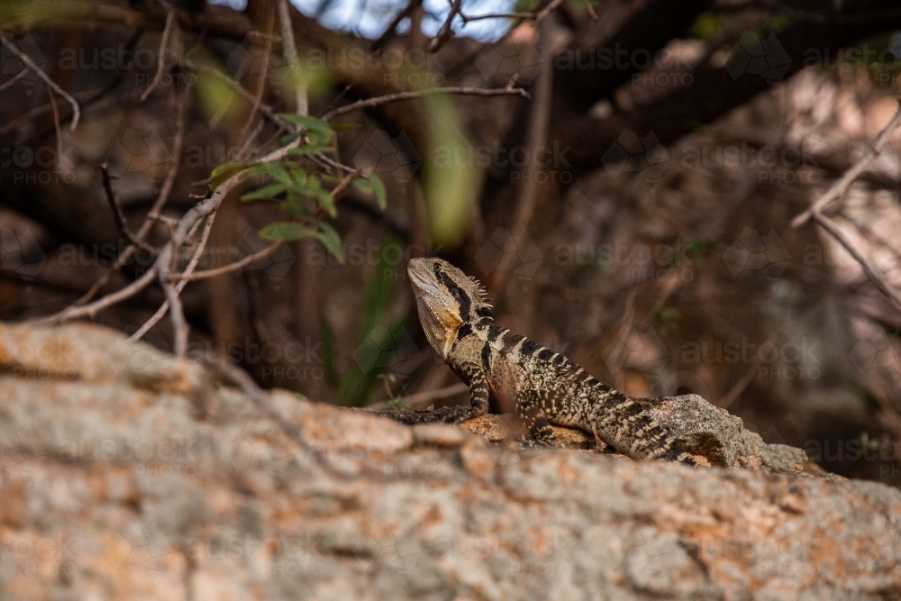 eastern water dragon lizard in the wild - Australian Stock Image