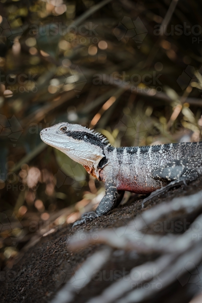 Eastern Water Dragon on a rock seen while walking the Spit to Manly Walk. - Australian Stock Image