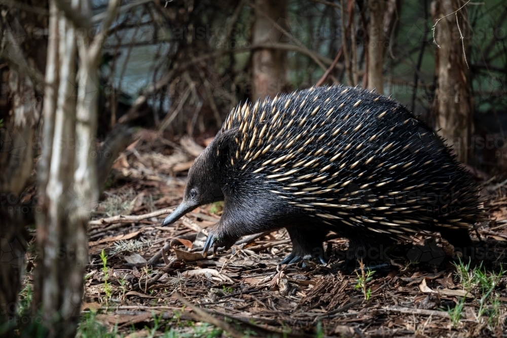 Image of Echidna walking through dense brown forest - Austockphoto