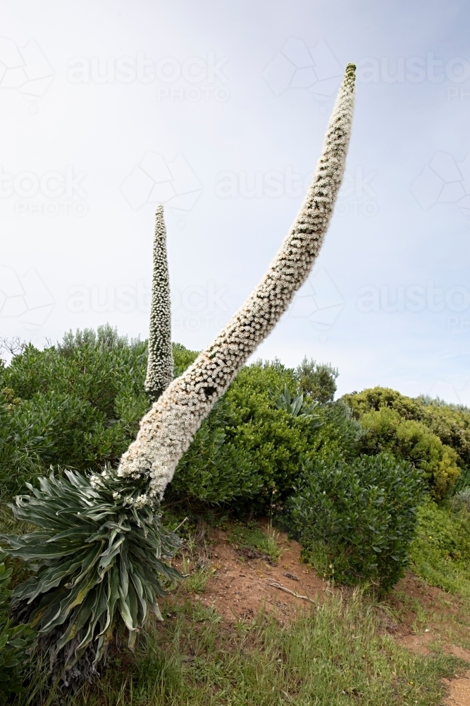 Echium Simplex flowering in Robe South Australia - Australian Stock Image