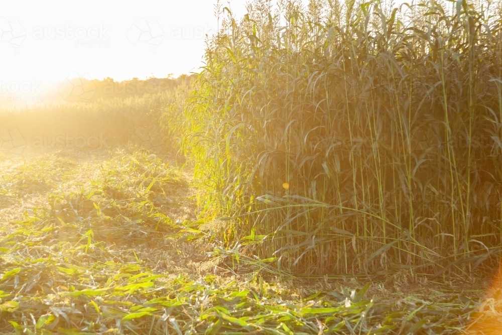 Edge of crop paddock being harvested at sunset - Australian Stock Image