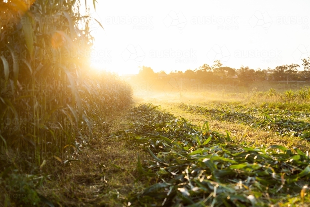 Edge of crop paddock being harvested at sunset - Australian Stock Image