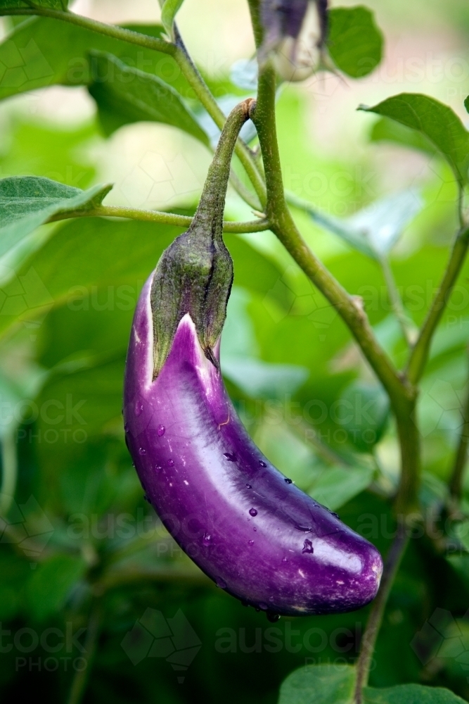 Eggplant growing on a tree - Australian Stock Image