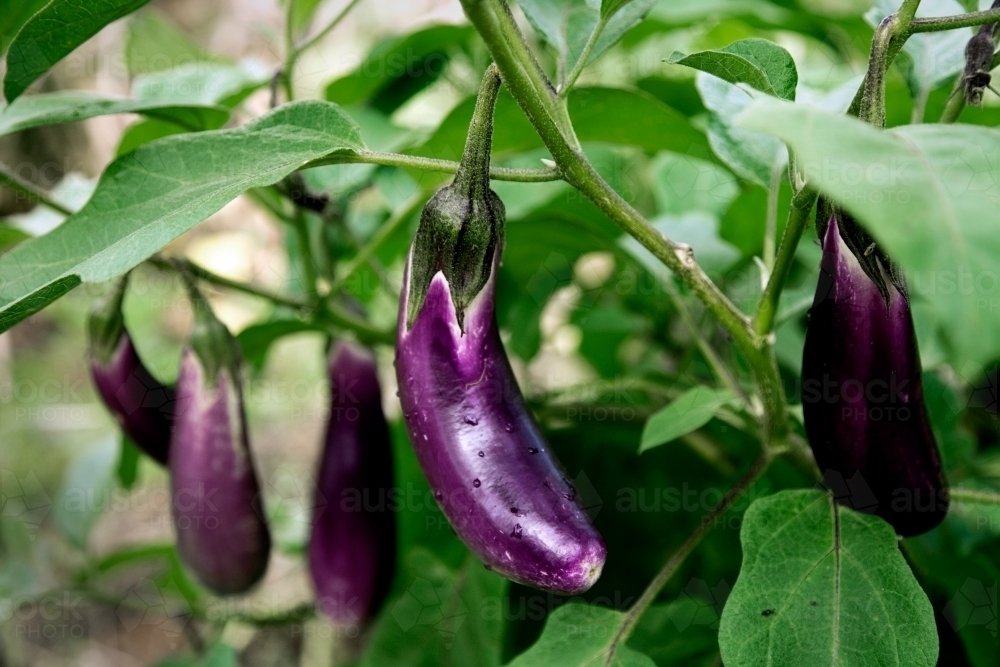 Eggplants growing on a plant - Australian Stock Image