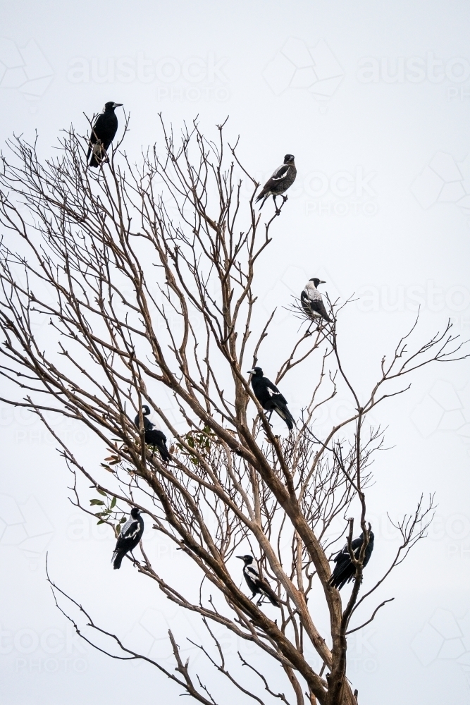 Eight magpies perched on a dead tree as night falls - Australian Stock Image