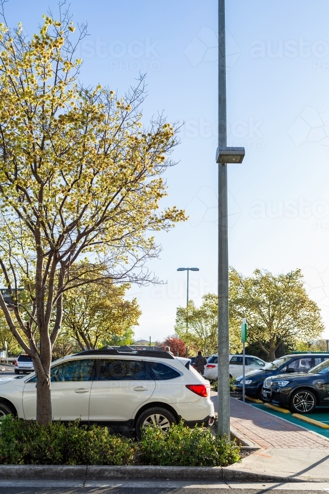 Elm trees in spring in car park of shopping centre - Australian Stock Image