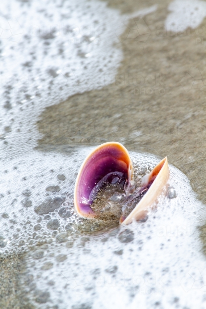 Empty clam shell at water's edge on beach. - Australian Stock Image