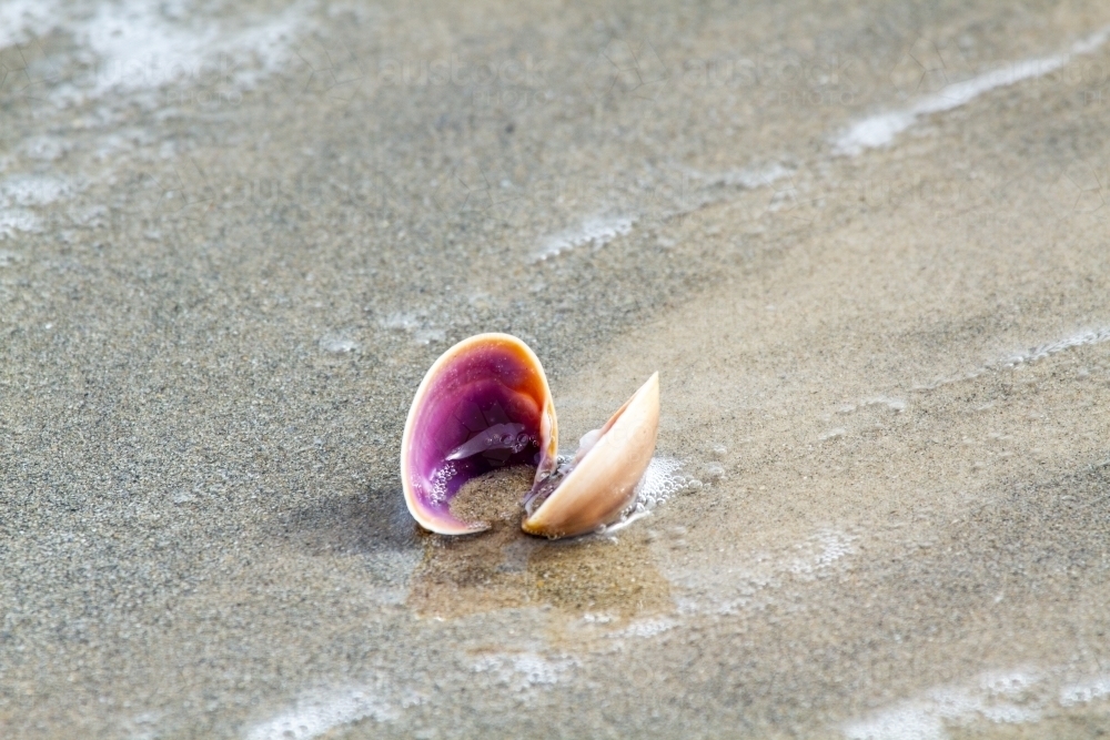 Empty clam shell at water's edge on beach. - Australian Stock Image