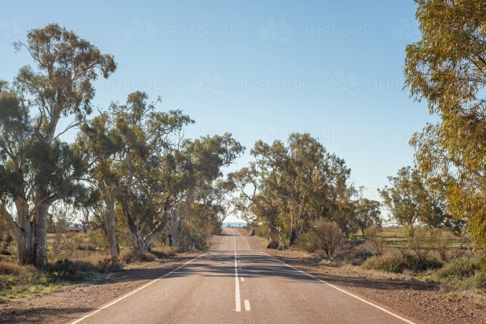 Empty road with trees on the sides - Australian Stock Image