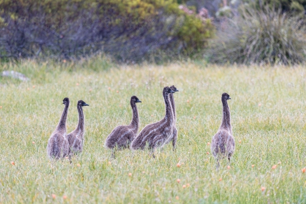 emu chicks in grass - Australian Stock Image