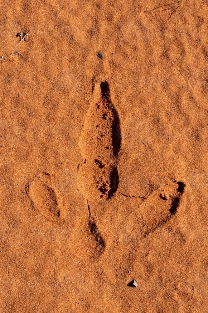 emu footprint in red sand - Australian Stock Image