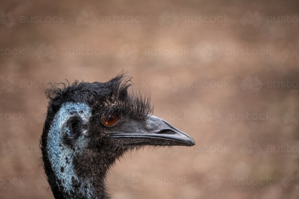 Emu Head - Australian Stock Image