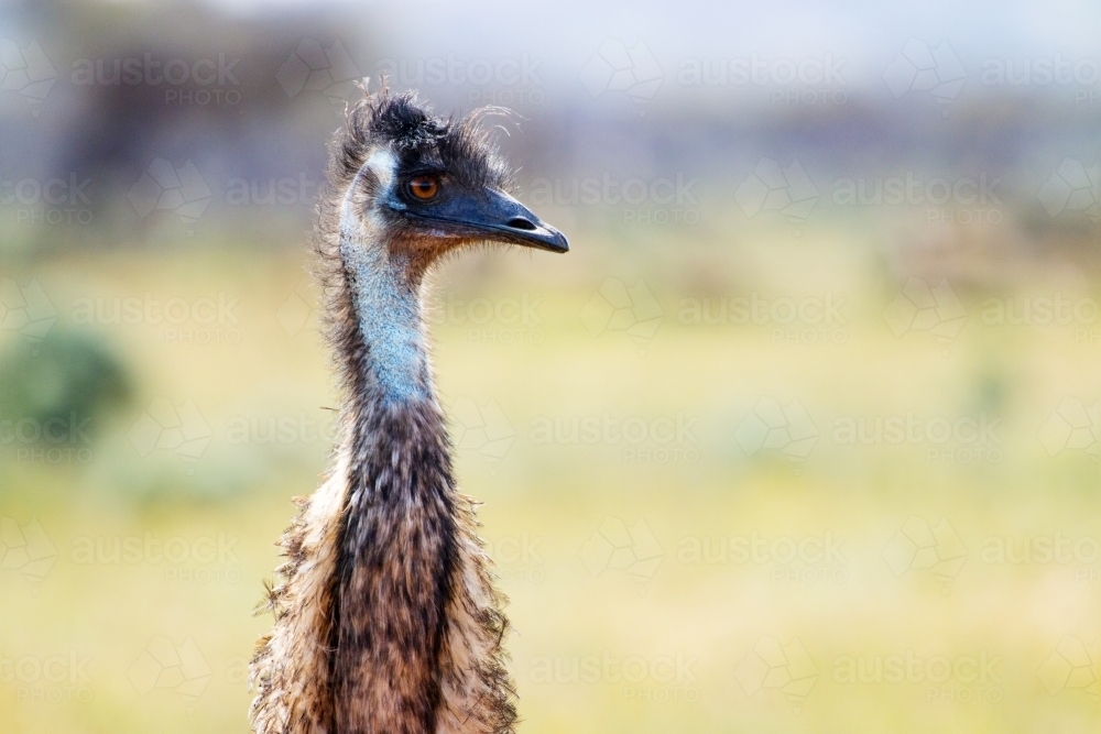 Emu head in profile - Australian Stock Image