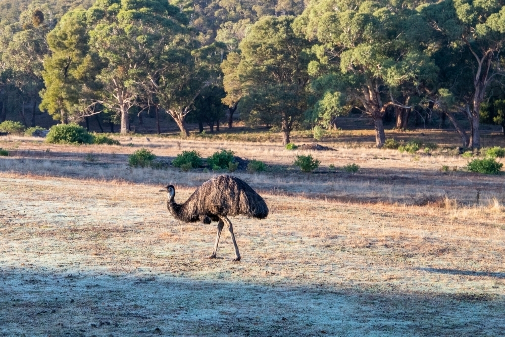 Emu roaming in field - Australian Stock Image