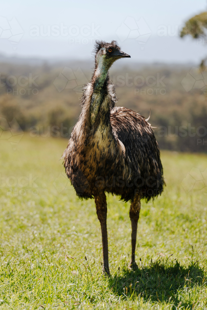 Emu standing on a grassy field under the sun. - Australian Stock Image