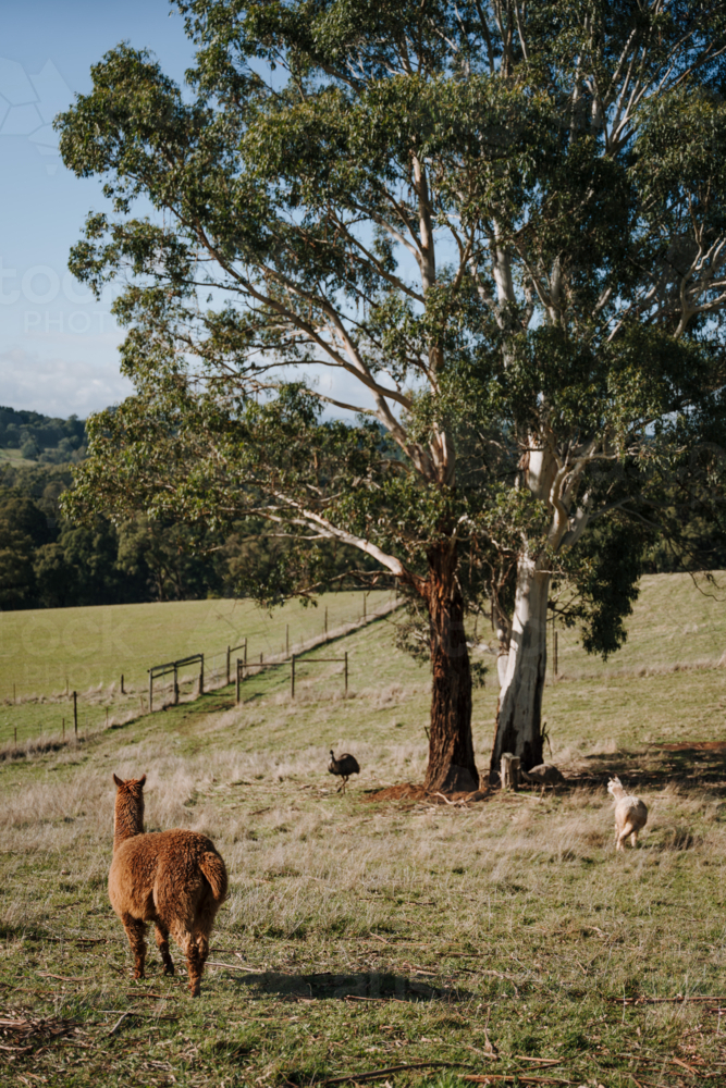 Emus and Alpacas grazing the grassland on a sunny day. - Australian Stock Image