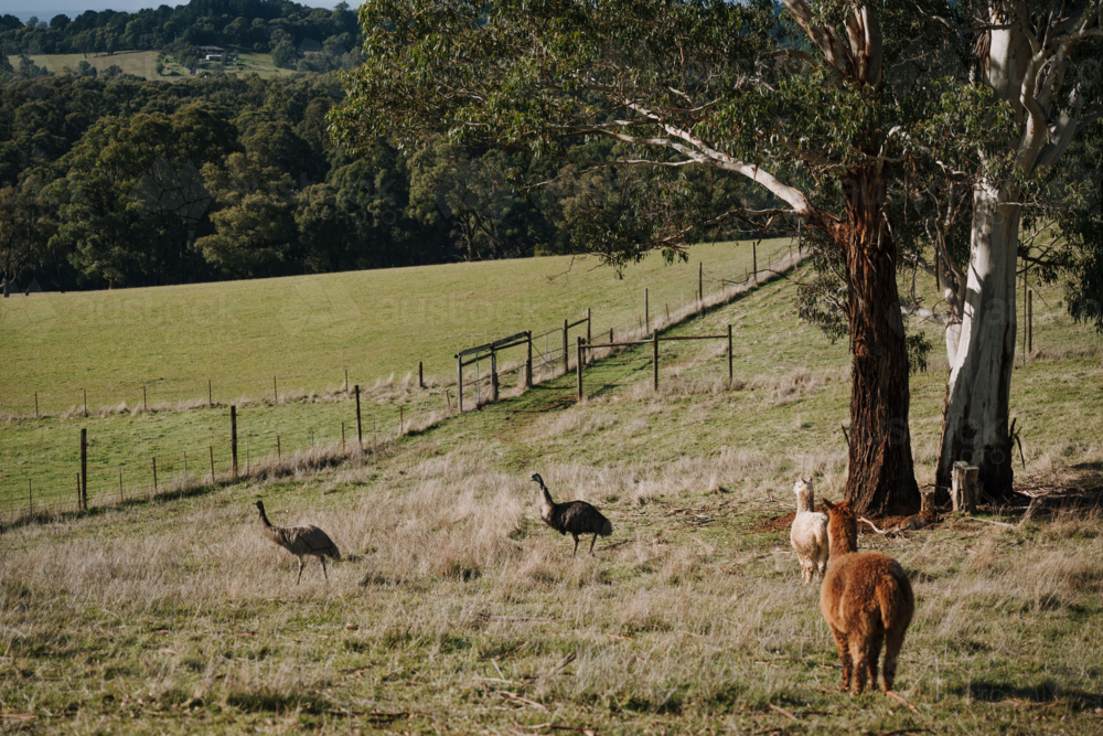 Emus and Alpacas grazing the grassland on a sunny day. - Australian Stock Image