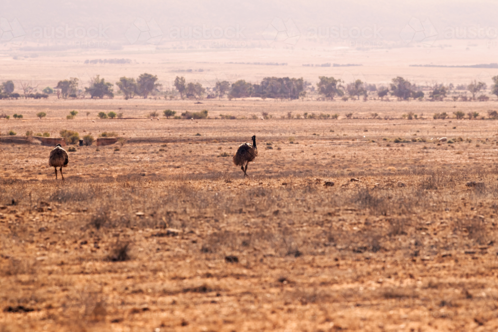 Emus and sheep in a dry arid paddock, Flinders Ranges - Australian Stock Image