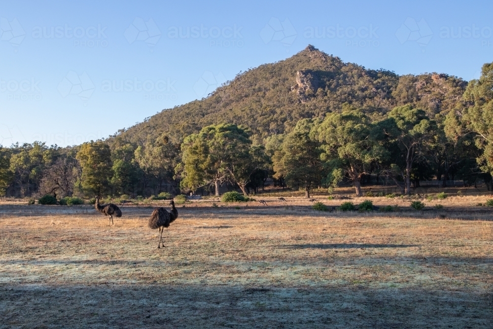 emus roaming with hill in background - Australian Stock Image