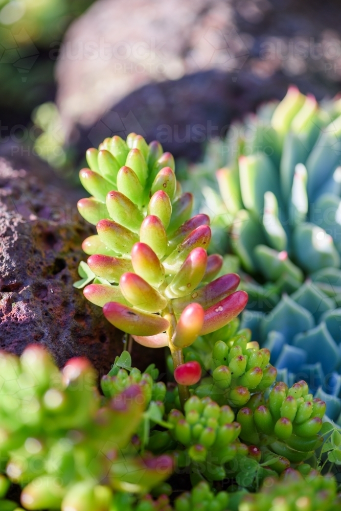 Energetic and succulent plant - Australian Stock Image