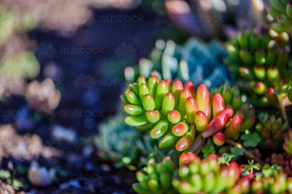 Energetic and succulent plant - Australian Stock Image