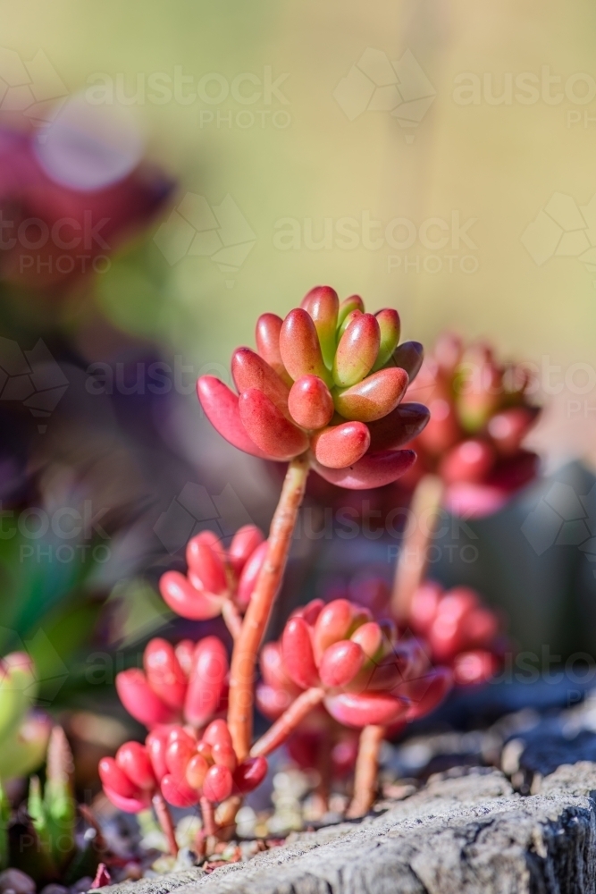 Energetic and succulent plant - Australian Stock Image