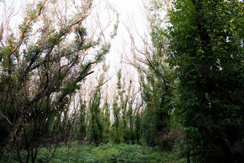 Epicormic growth on trees post fires - Australian Stock Image