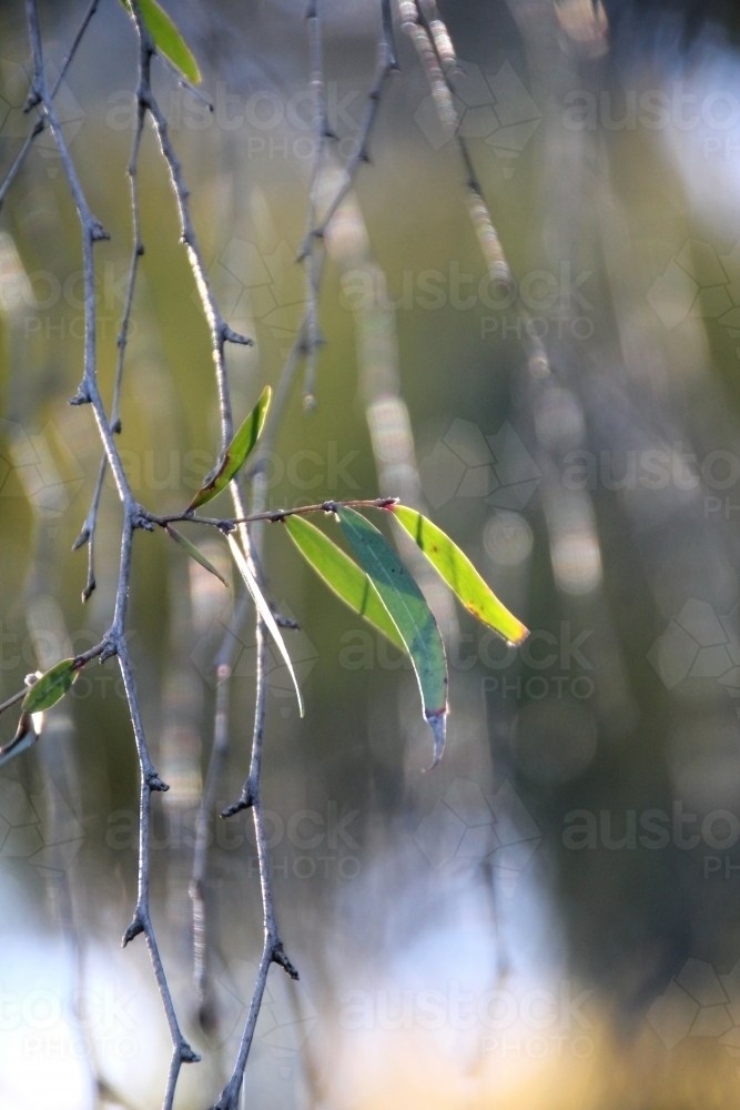 Eucalypt leaves on weeping branch - Australian Stock Image