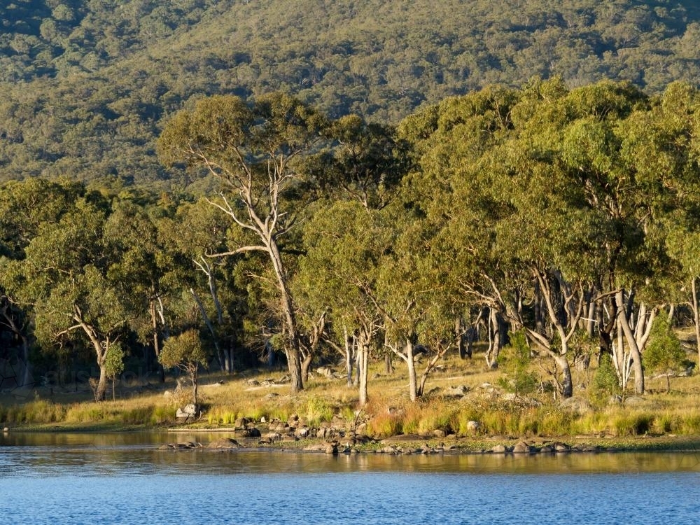 Eucalypt trees on the edge of a blue water lake - Australian Stock Image
