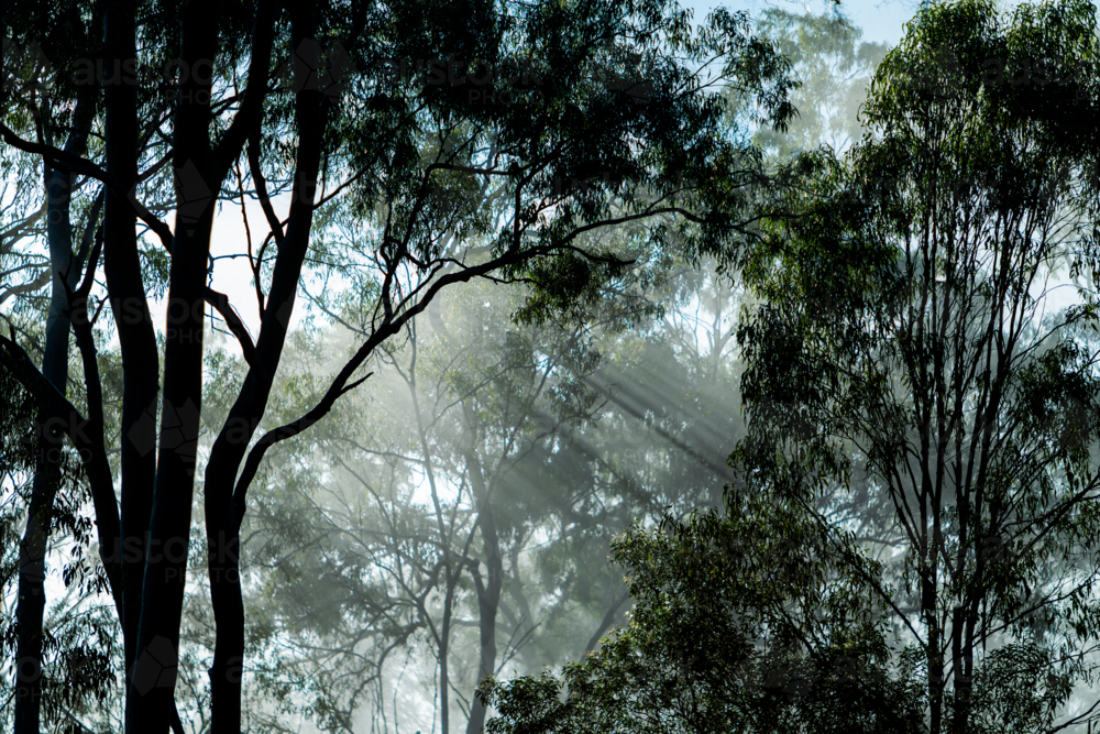 Eucalypt trees with fog and sun rays - Australian Stock Image