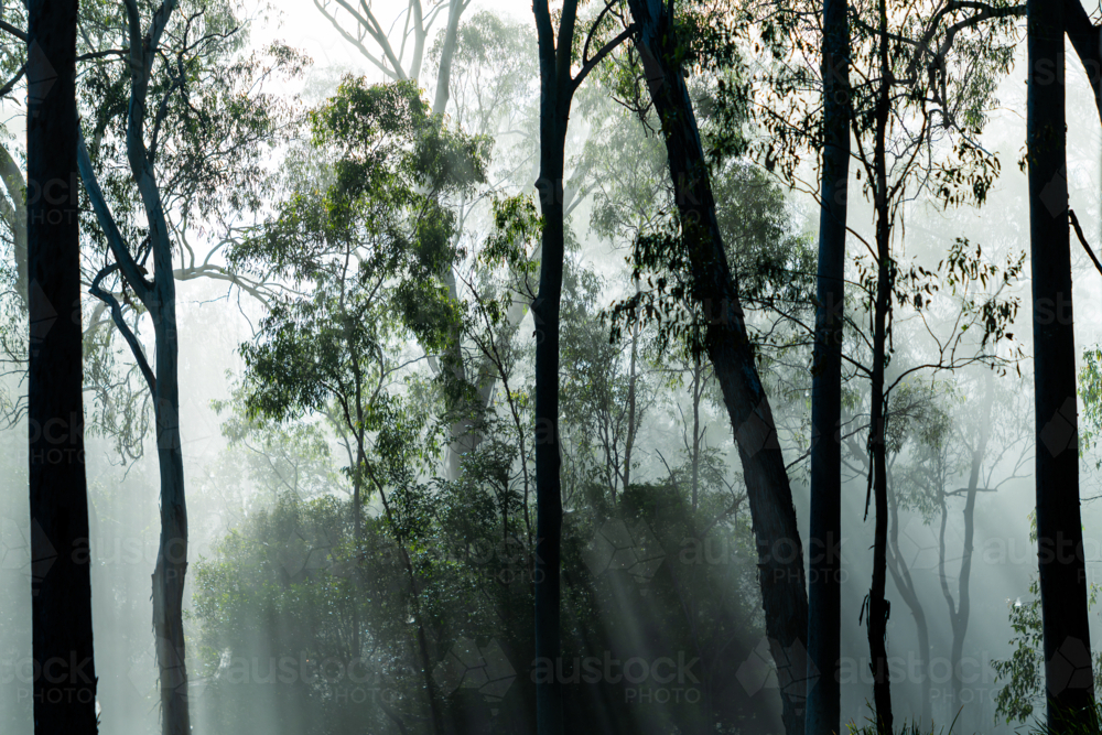 Eucalypt trees with fog and sun rays - Australian Stock Image