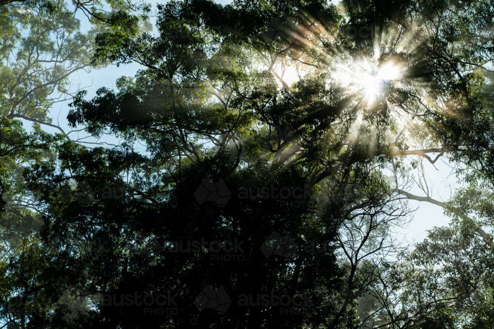 Eucalypt trees with fog and sun rays - Australian Stock Image