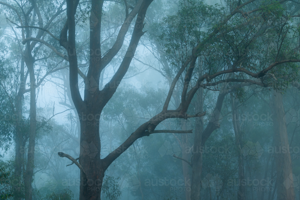 Eucalypt trees with fog - Australian Stock Image