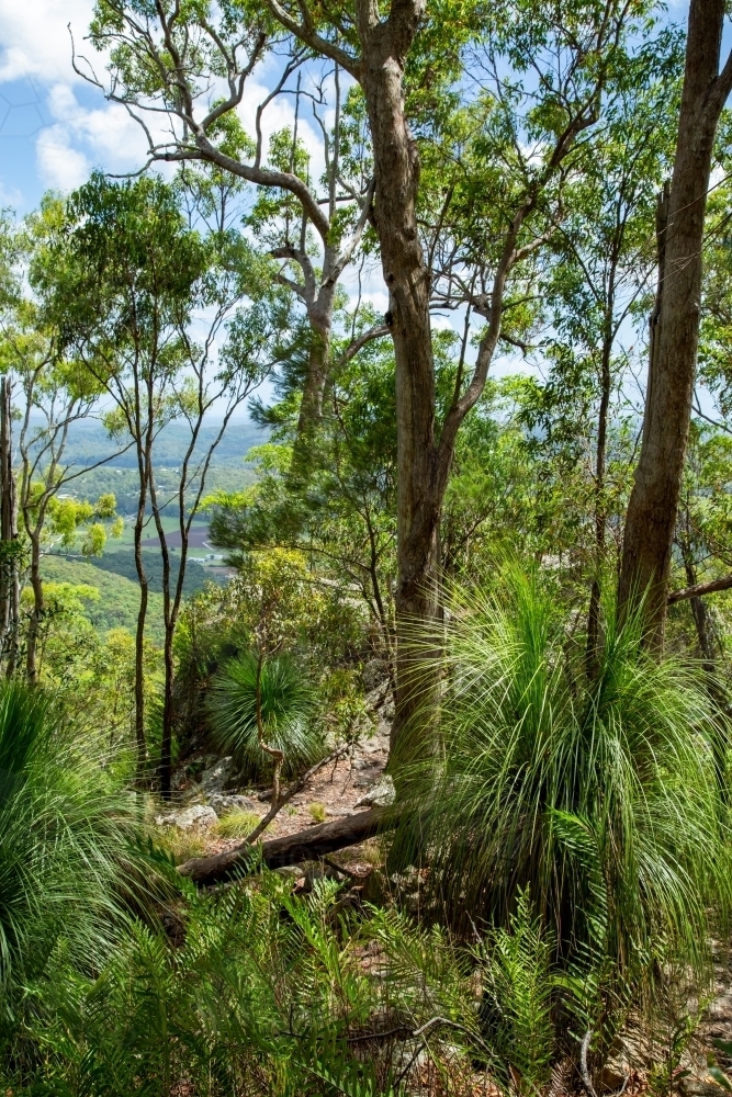 Eucalyptus and grass trees atop a coastal mountain. - Australian Stock Image