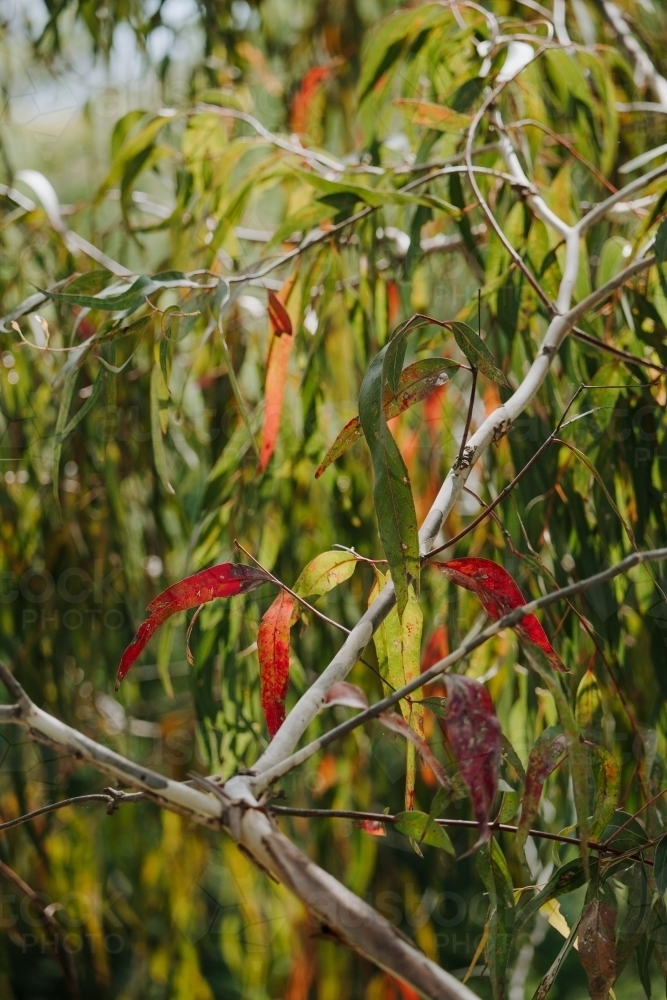 Eucalyptus foliage with red and green leaves - Australian Stock Image