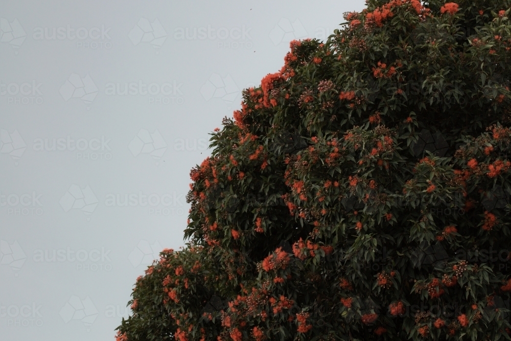 eucalyptus gum tree with red flowers being visited by bees - Australian Stock Image