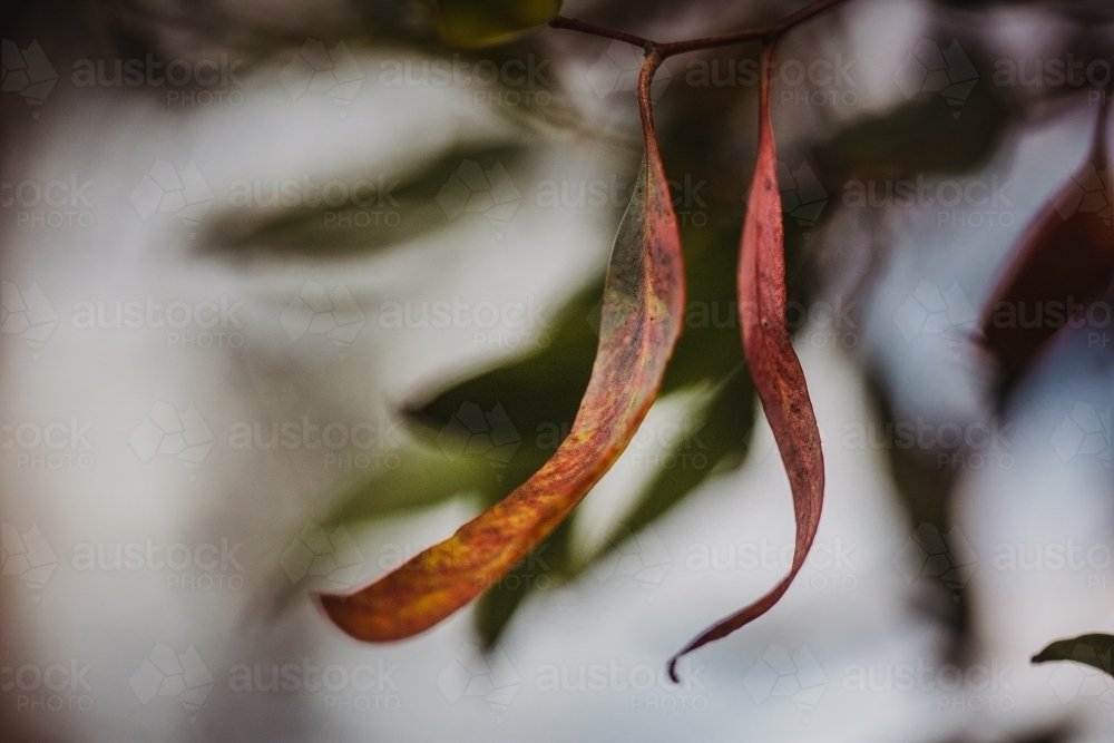 Eucalyptus leaves macro close-up - Australian Stock Image