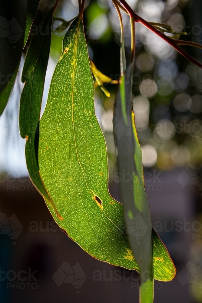 Eucalyptus obliqua leaf - Australian Stock Image