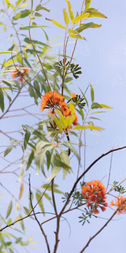 Eucalyptus phoenicea - orange flower on Scarlet Gum tree - Australian Stock Image